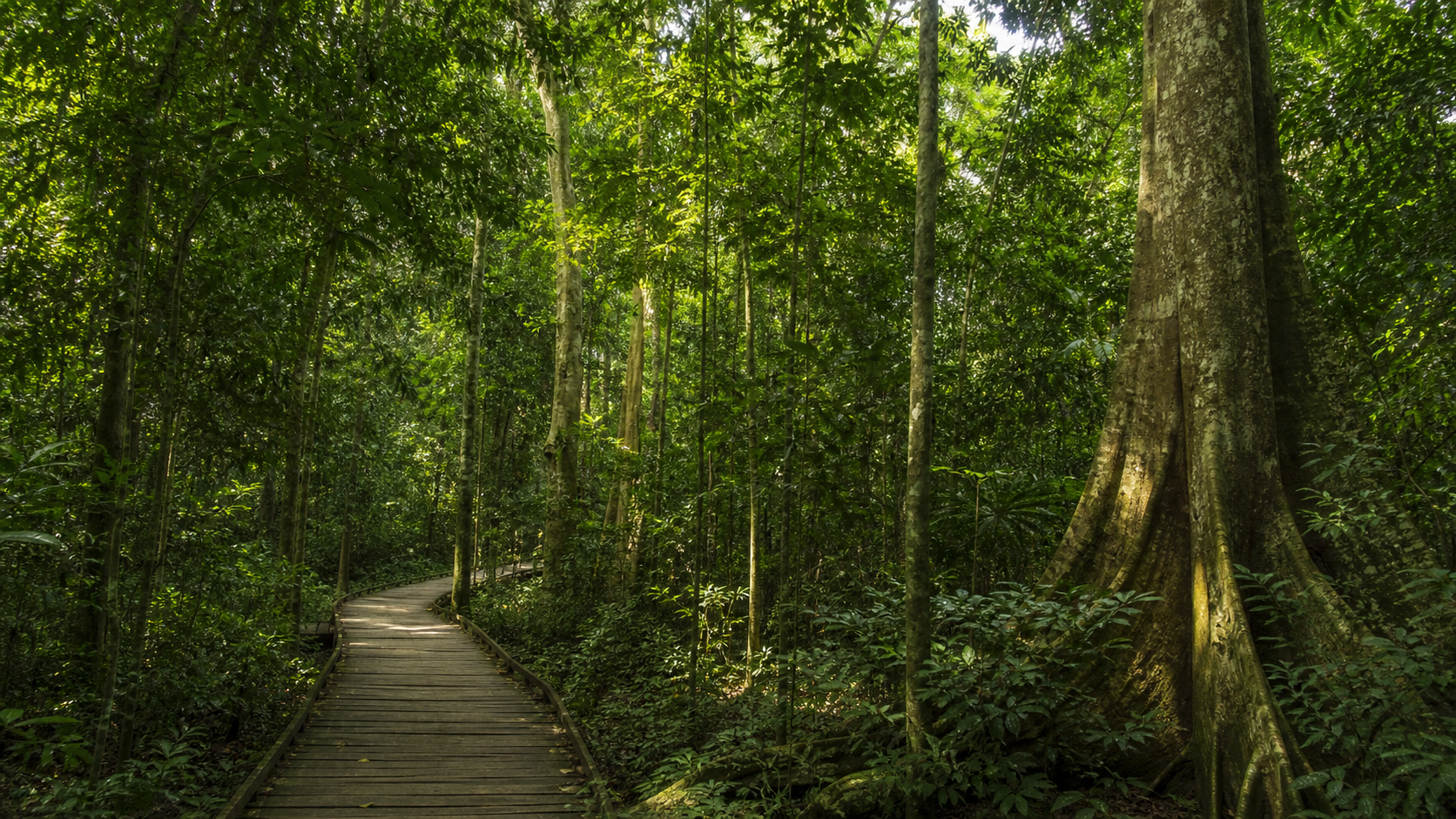 Forêt du Banco, le poumon vert d’Abidjan